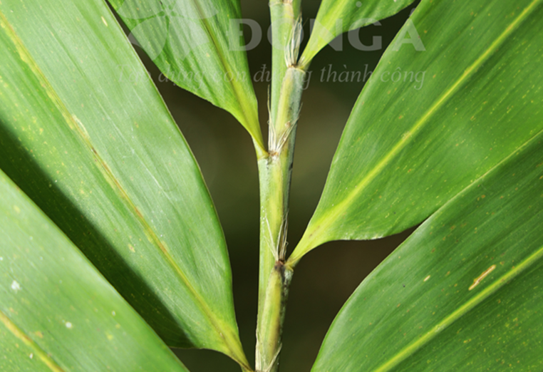 Lồ Ô vàng - Phú An (Bambusa gurgandii)